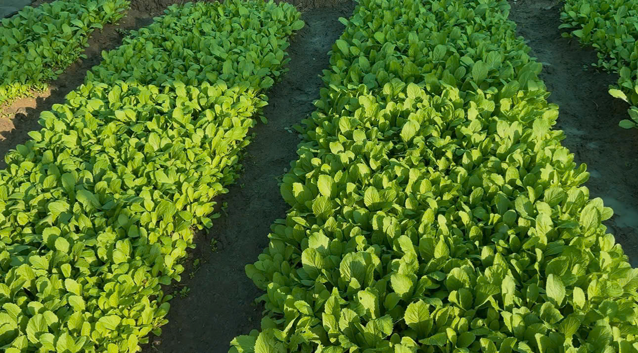 /UploadStore/admin/251115 dcb4/59e7a8a1db6d57330e7c1.jpg